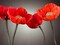 Four Poppies Poster Print by Assaf Frank - Item # VARPDXAF20100524211C04